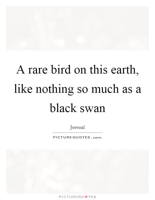 A rare bird on this earth, like nothing so much as a black swan Picture Quote #1