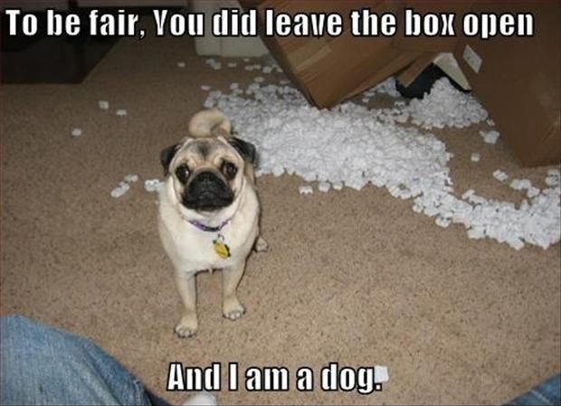 To be fair. You did leave the box open. And I am a dog Picture Quote #1