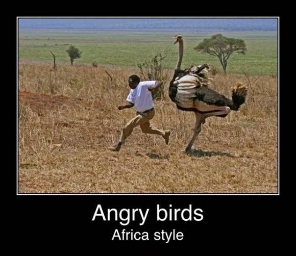 Angry birds. Africa style Picture Quote #1