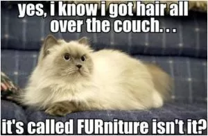 Yes, I know I got hair all over the couch... it’s called FURniture isn’t it? Picture Quote #1
