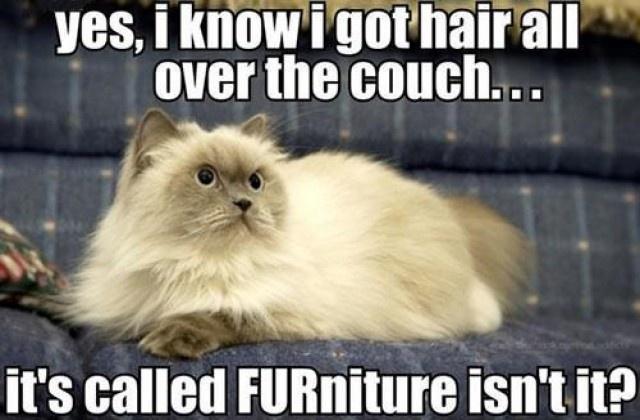Yes, I know I got hair all over the couch... it's called FURniture isn't it? Picture Quote #1