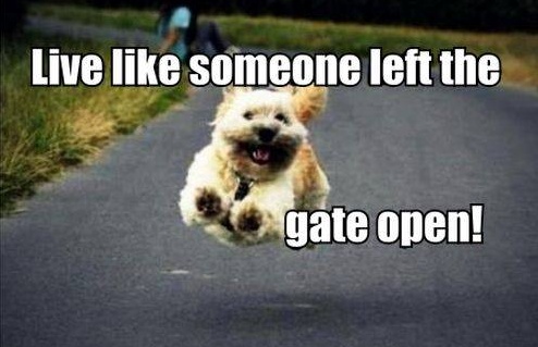 Live like someone left the gate open Picture Quote #2