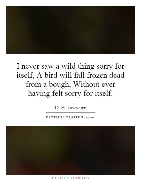 I never saw a wild thing sorry for itself, A bird will fall frozen dead from a bough, Without ever having felt sorry for itself Picture Quote #1
