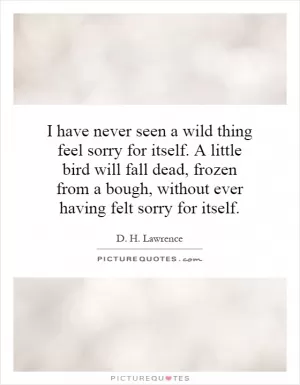 I have never seen a wild thing feel sorry for itself. A little bird will fall dead, frozen from a bough, without ever having felt sorry for itself Picture Quote #1
