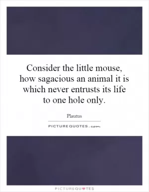 Consider the little mouse, how sagacious an animal it is which never entrusts its life to one hole only Picture Quote #1