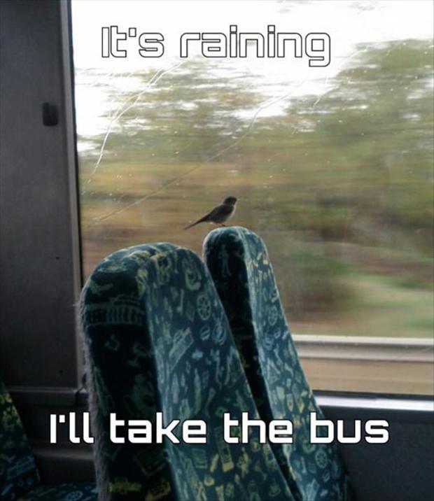 It's raining, I'll take the bus Picture Quote #1