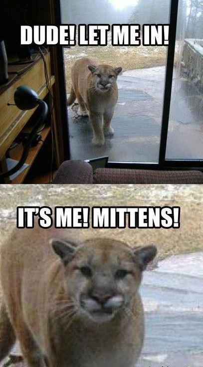 Dude! Let me in! It's me! Mittens! Picture Quote #1