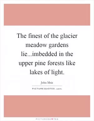 The finest of the glacier meadow gardens lie...imbedded in the upper pine forests like lakes of light Picture Quote #1