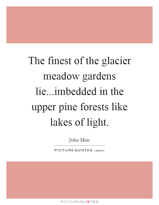 The finest of the glacier meadow gardens lie...imbedded in the upper pine forests like lakes of light Picture Quote #1