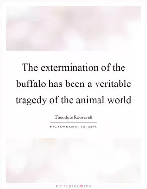 The extermination of the buffalo has been a veritable tragedy of the animal world Picture Quote #1