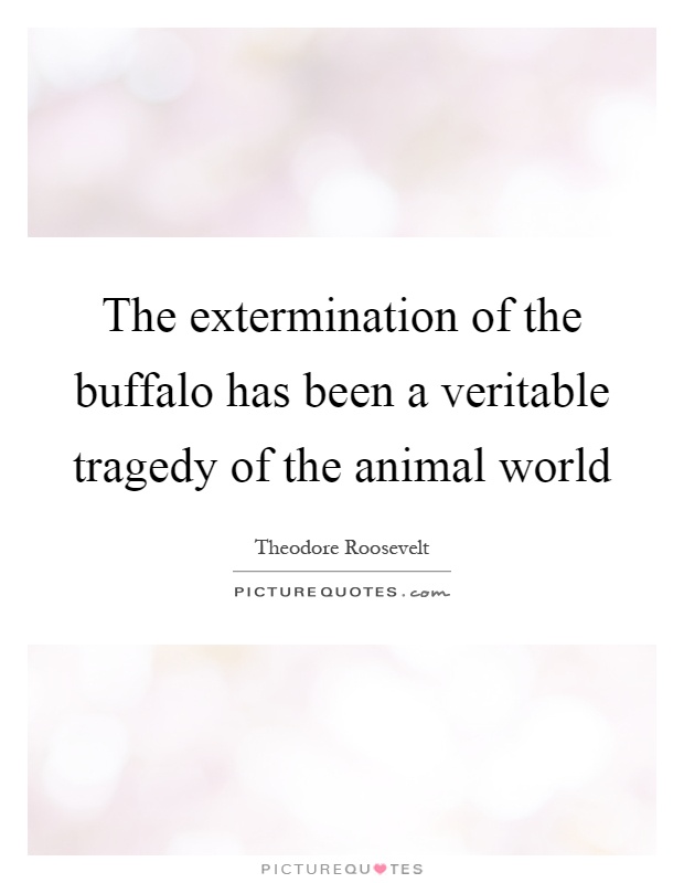 The extermination of the buffalo has been a veritable tragedy of the animal world Picture Quote #1