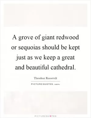A grove of giant redwood or sequoias should be kept just as we keep a great and beautiful cathedral Picture Quote #1