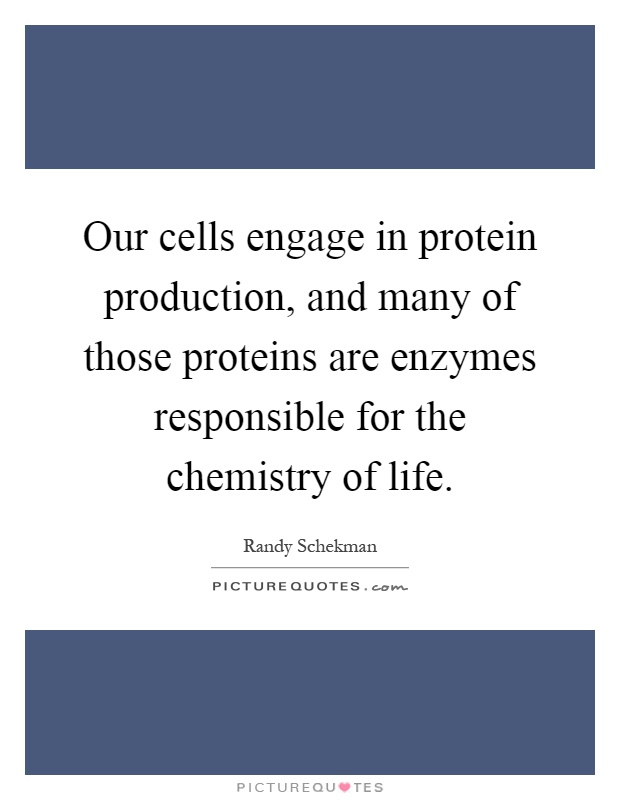 Our cells engage in protein production, and many of those proteins are enzymes responsible for the chemistry of life Picture Quote #1