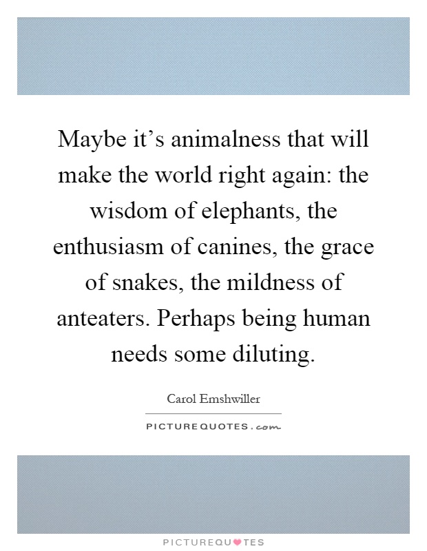 Maybe it's animalness that will make the world right again: the wisdom of elephants, the enthusiasm of canines, the grace of snakes, the mildness of anteaters. Perhaps being human needs some diluting Picture Quote #1