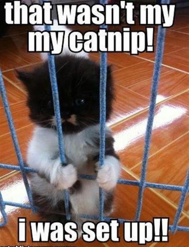 That wasn’t my catnip! I was set up!! Picture Quote #1