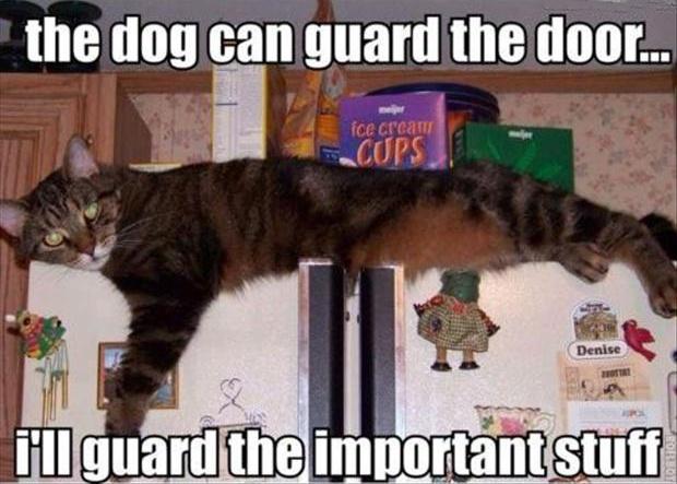 The dog can guard the door... I'll guard the important stuff Picture Quote #1