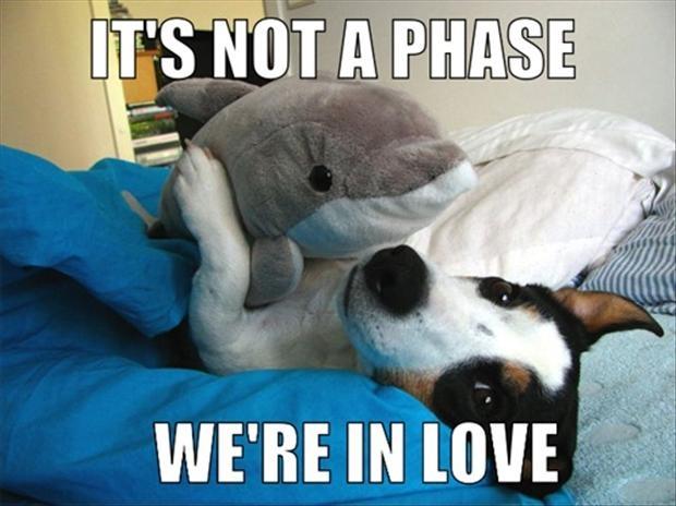 It's not a phase, we're in love Picture Quote #1