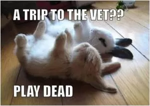 A trip to the vet?? Play dead Picture Quote #1