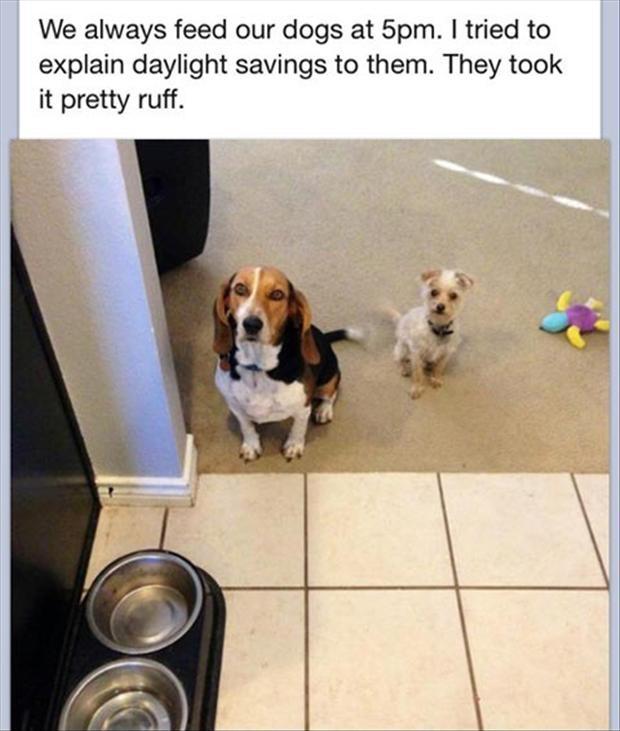 We always feed our dogs at 5pm. I tried to explain daylight saving to them. They took it pretty ruff Picture Quote #1