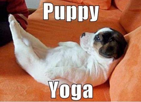 Puppy yoga Picture Quote #1