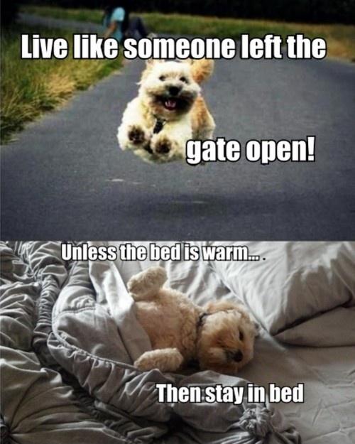Live like someone left the gate open! Unless the bed is warm.. then stay in bed Picture Quote #1