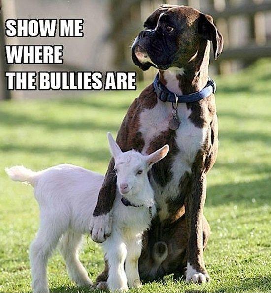Show me where the bullies are Picture Quote #1