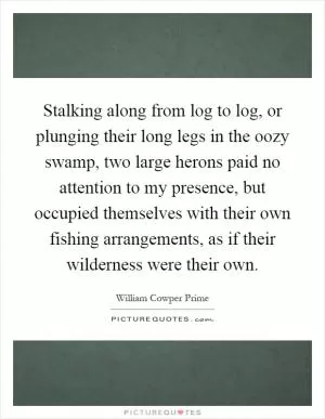 Stalking along from log to log, or plunging their long legs in the oozy swamp, two large herons paid no attention to my presence, but occupied themselves with their own fishing arrangements, as if their wilderness were their own Picture Quote #1