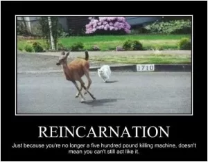 Reincarnation. Just because you're no longer a five hundred pound killing machine, doesn't mean you can't still act like it Picture Quote #1