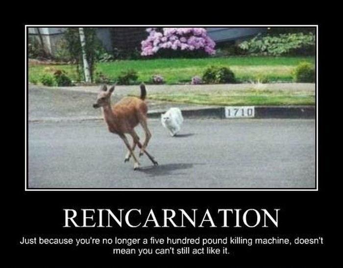 Reincarnation. Just because you're no longer a five hundred pound killing machine, doesn't mean you can't still act like it Picture Quote #1