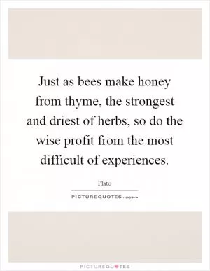 Just as bees make honey from thyme, the strongest and driest of herbs, so do the wise profit from the most difficult of experiences Picture Quote #1