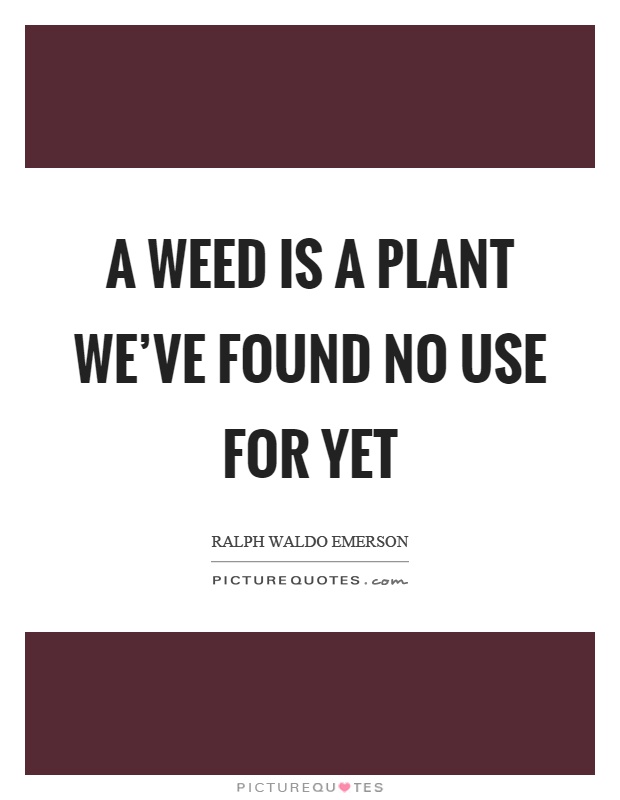 A weed is a plant we've found no use for yet Picture Quote #1