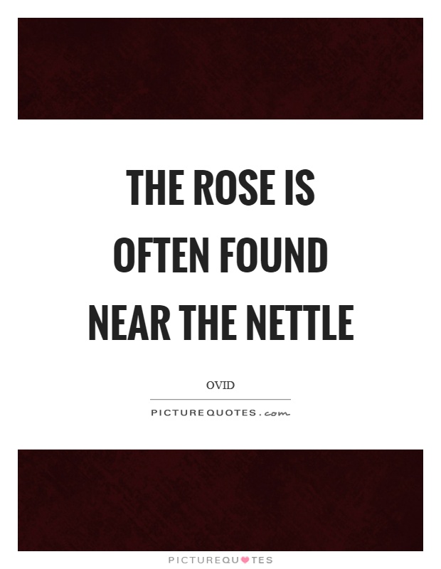 The rose is often found near the nettle Picture Quote #1