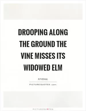 Drooping along the ground the vine misses its widowed elm Picture Quote #1