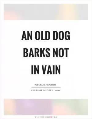 An old dog barks not in vain Picture Quote #1