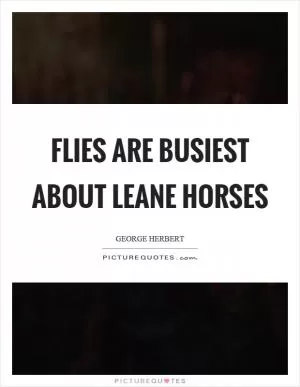 Flies are busiest about leane horses Picture Quote #1