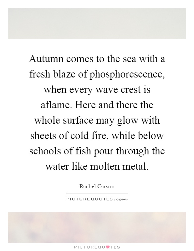 Autumn comes to the sea with a fresh blaze of phosphorescence, when every wave crest is aflame. Here and there the whole surface may glow with sheets of cold fire, while below schools of fish pour through the water like molten metal Picture Quote #1