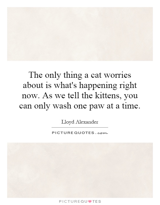 The only thing a cat worries about is what's happening right now. As we tell the kittens, you can only wash one paw at a time Picture Quote #1