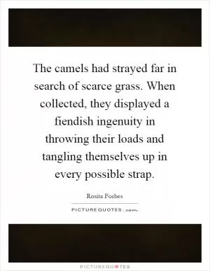 The camels had strayed far in search of scarce grass. When collected, they displayed a fiendish ingenuity in throwing their loads and tangling themselves up in every possible strap Picture Quote #1