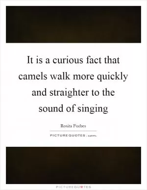 It is a curious fact that camels walk more quickly and straighter to the sound of singing Picture Quote #1