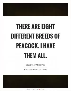 There are eight different breeds of peacock. I have them all Picture Quote #1