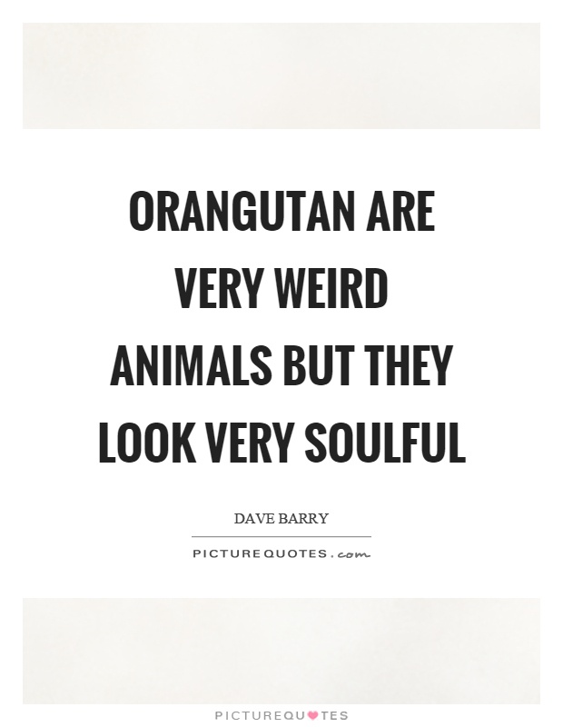 Orangutan are very weird animals but they look very soulful Picture Quote #1