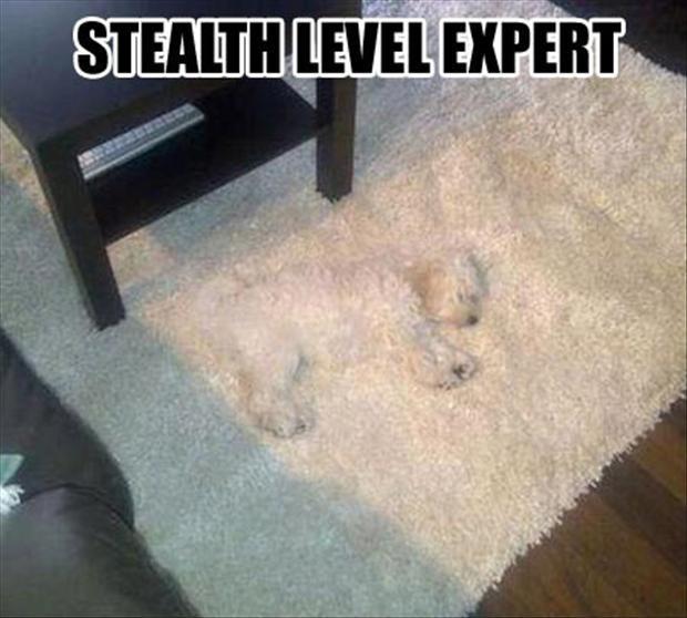 Stealth level expert Picture Quote #1