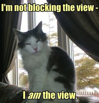 I'm not blocking the view, I am the view Picture Quote #1