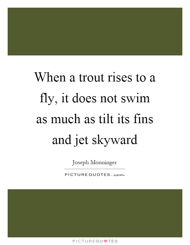 When a trout rises to a fly, it does not swim as much as tilt its fins and jet skyward Picture Quote #1