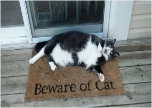 Beware of cat Picture Quote #1