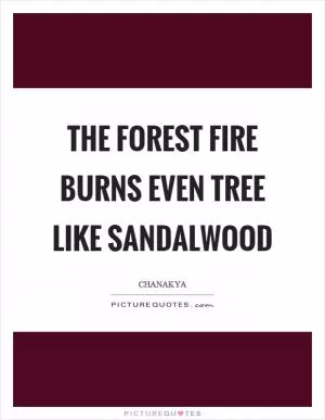 The forest fire burns even tree like sandalwood Picture Quote #1