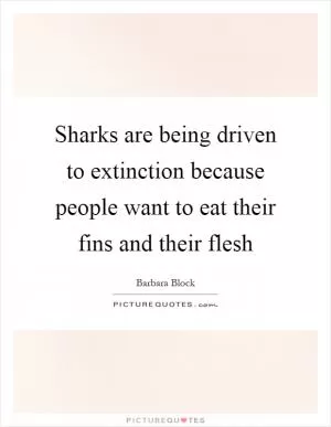 Sharks are being driven to extinction because people want to eat their fins and their flesh Picture Quote #1
