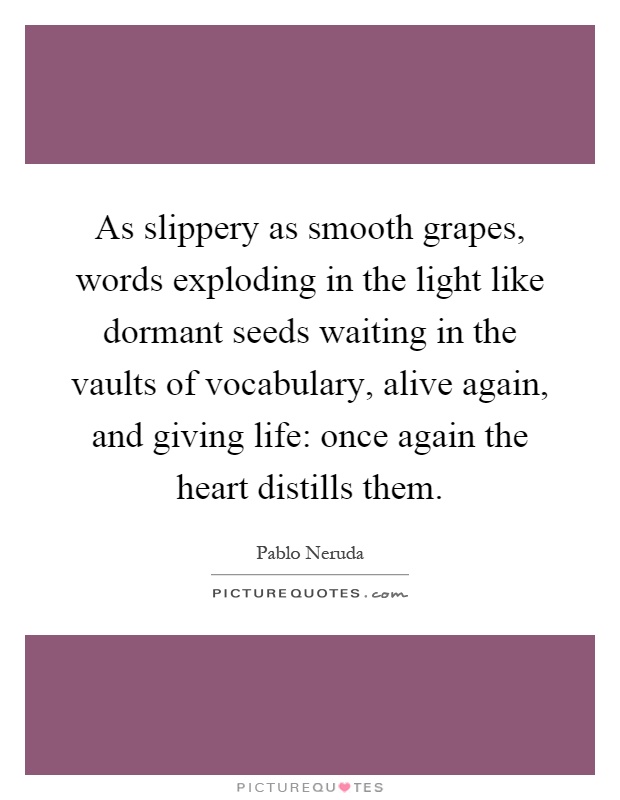 As slippery as smooth grapes, words exploding in the light like dormant seeds waiting in the vaults of vocabulary, alive again, and giving life: once again the heart distills them Picture Quote #1