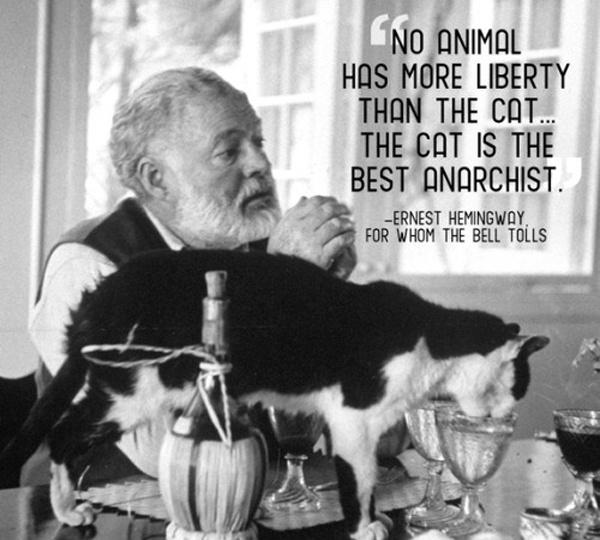 No animal has more liberty than the cat. The cat is the best anarchist Picture Quote #1