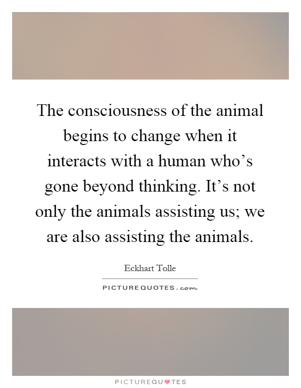 The consciousness of the animal begins to change when it interacts with a human who's gone beyond thinking. It's not only the animals assisting us; we are also assisting the animals Picture Quote #1